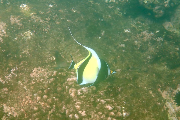 Surgeonfish - Moorish Idol