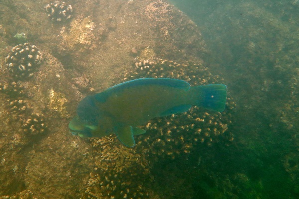 Parrotfish - Bumphead Parrotfish