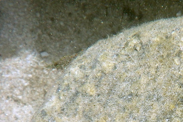 Palaemonidae - Tidepool Shrimp