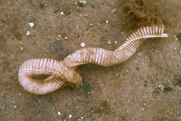 Sea Snails - Knobbed Whelk