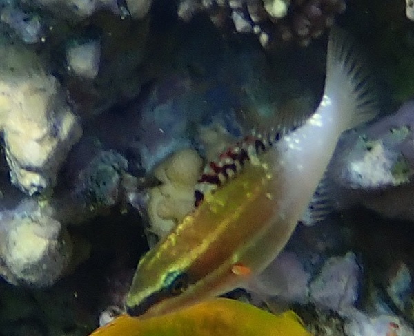 Parrotfish - Bridled Parrotfish