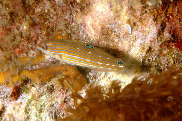 Wrasse - Tailspot Wrasse