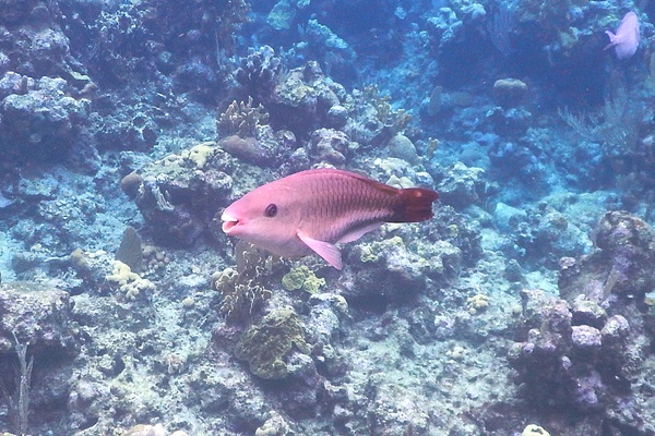 Parrotfish - Queen Parrotfish