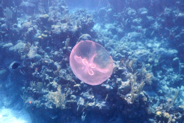 Jellyfish - Moon Jelly