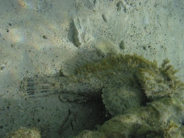 Scorpionfish - Spotted Scorpionfish