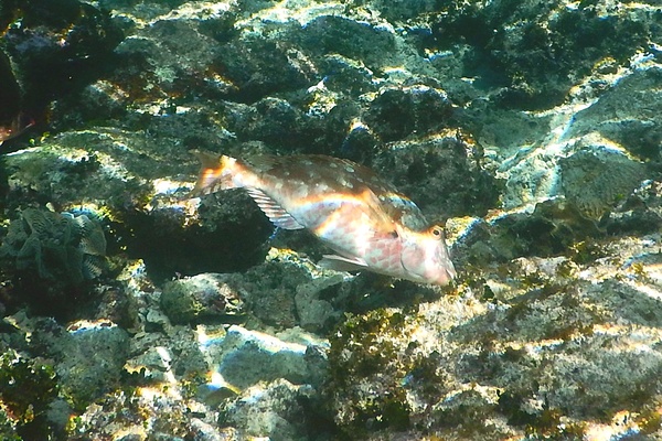 Parrotfish - Redtail Parrotfish