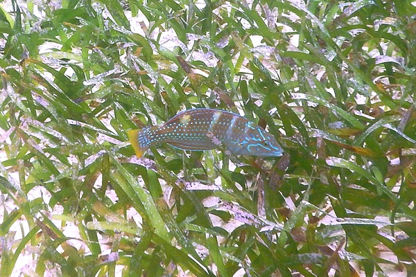 Wrasse - Puddingwife