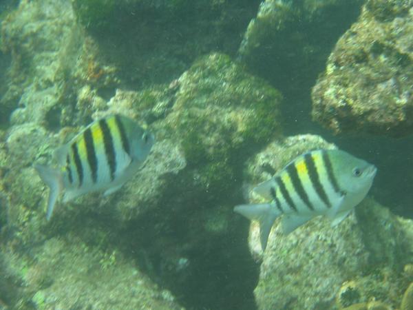 Damselfish - Sergeant Major