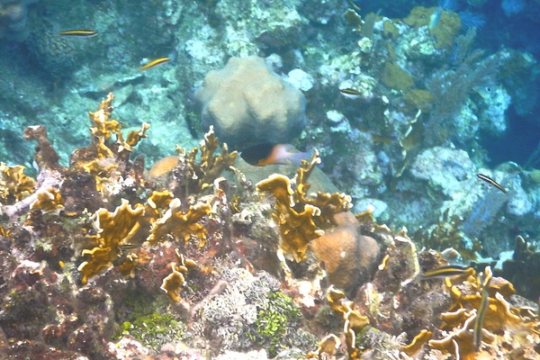 Damselfish - Bicolor Damselfish