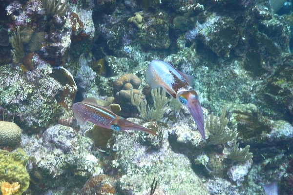 Squid - Caribbean Reef Squid