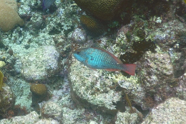 Parrotfish - Redband Parrotfish