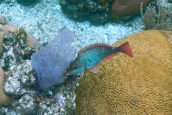 Parrotfish - Redband Parrotfish