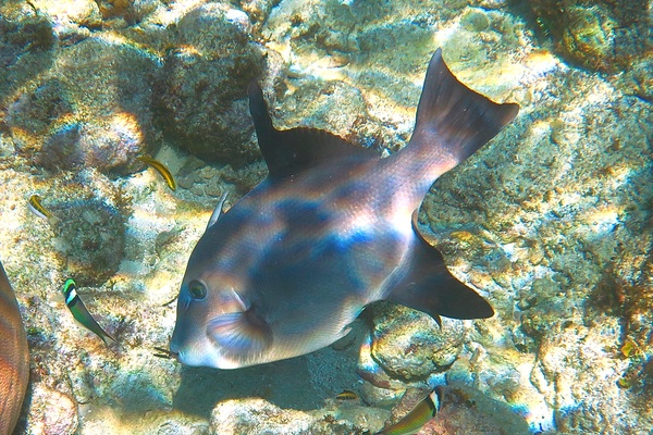 Triggerfish - Ocean Triggerfish