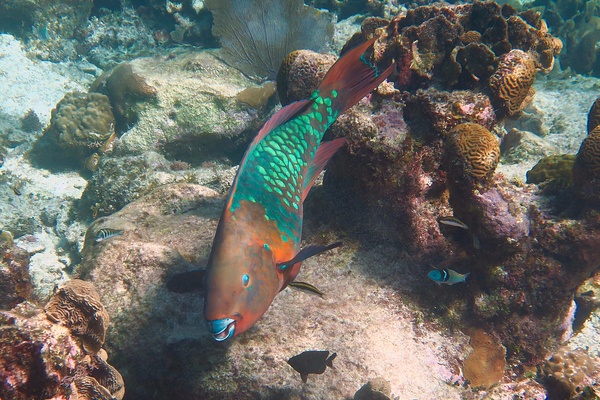 Parrotfish - Rainbow Parrotfish