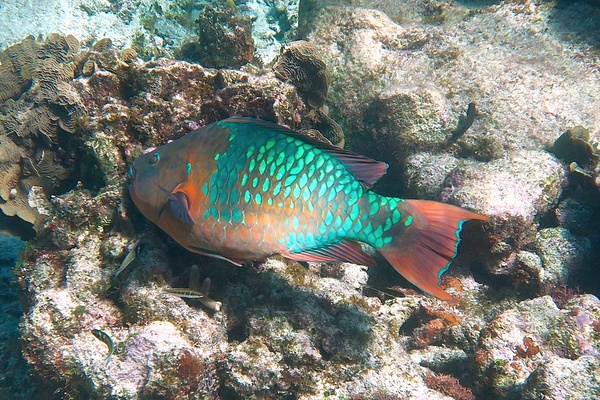 Parrotfish - Rainbow Parrotfish