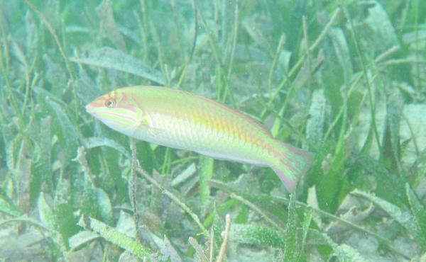 Wrasse - Clown Wrasse