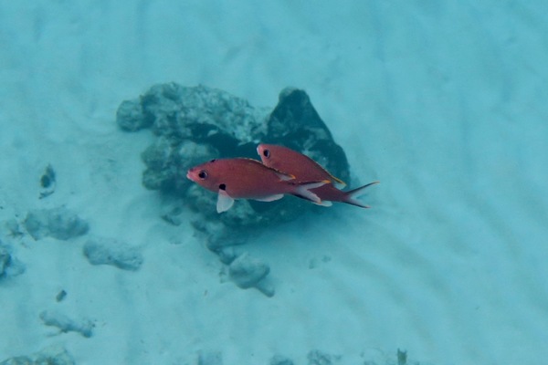 Damselfish - Brown Chromis