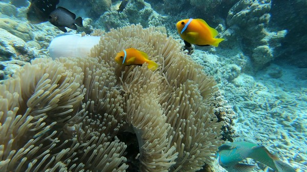 Damselfish - Maldives Anemonefish