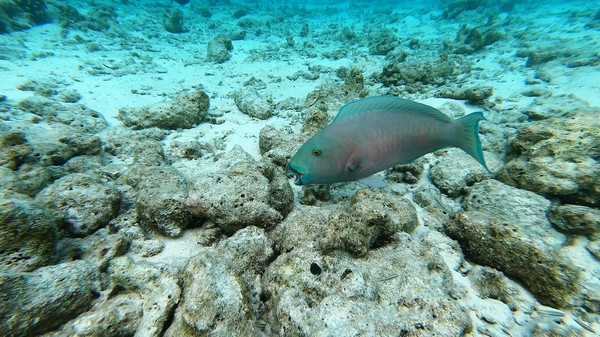 Parrotfish - Indian Ocean Steephead Parrotfish