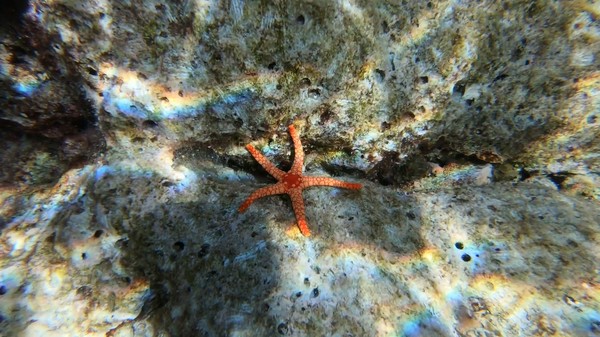 Starfish - Pebbled Sea Star
