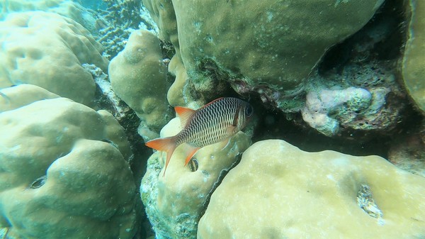 Soldierfish - Violet Soldierfish