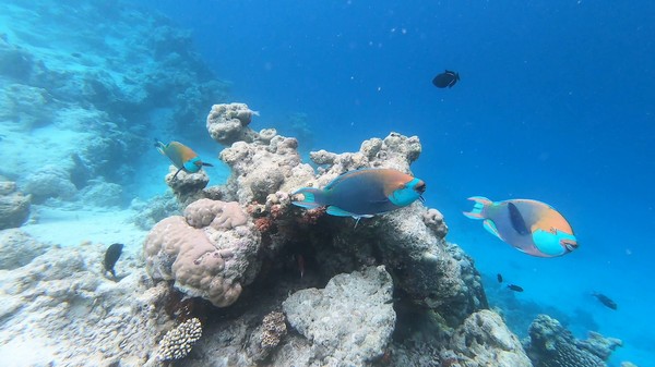 Parrotfish - Green-face Parrotfish