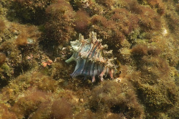 Sea Snails - Prince Murex