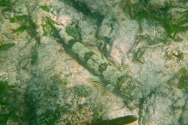 Lizardfish - Sand Diver