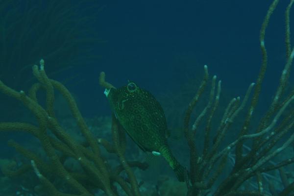Trunkfish - Honeycomb Cowfish