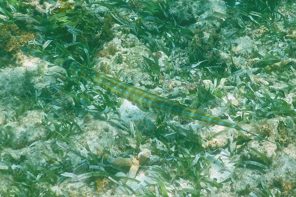 Trumpetfish - Cornetfish