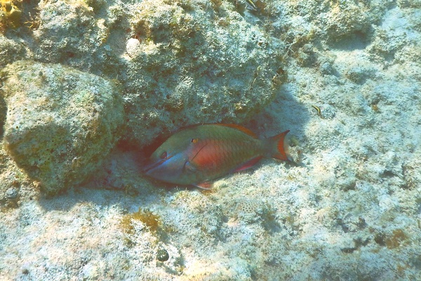 Parrotfish - Redband Parrotfish