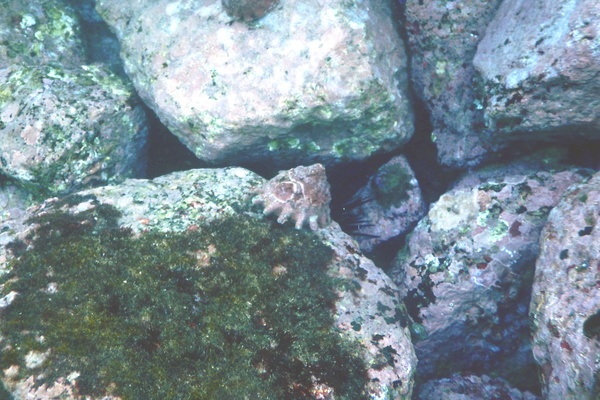 Sea Snails - Unguis Turban