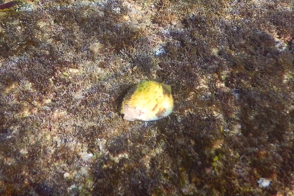Sea Snails - Thais Dog Winkle