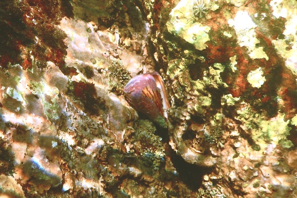 Sea Snails - Prince Cone Snail