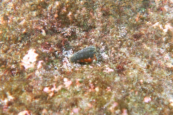 Sea Snails - Prince Cone Snail