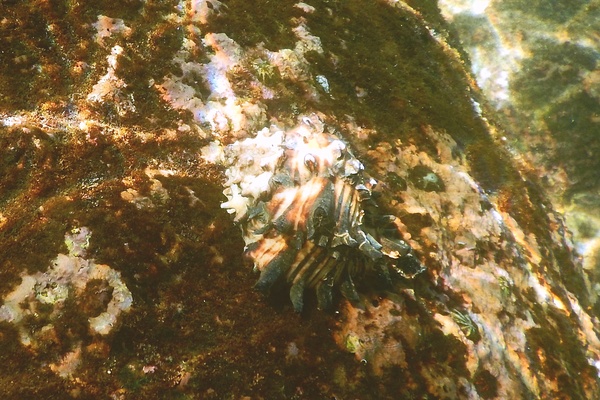 Sea Snails - Radish Murex