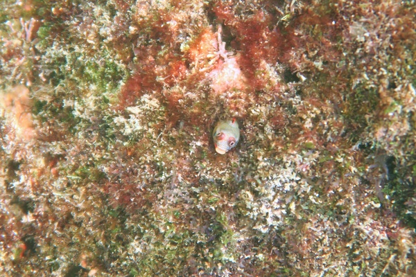 Blennies - Mexican Barnacle Blenny