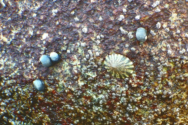 Limpets - Pacific Plate Limpet