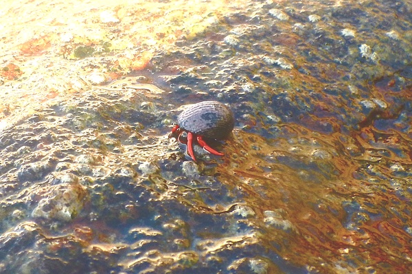 Crabs - Red Reef Hermit Crab