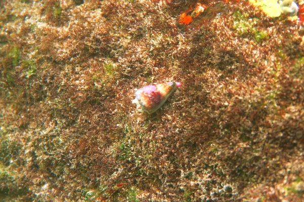 Sea Snails - Californian Cone Snail
