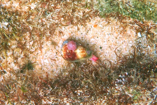 Sea Snails - Californian Cone Snail