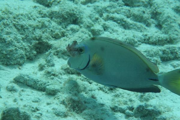Surgeonfish - Ocean Surgeonfish