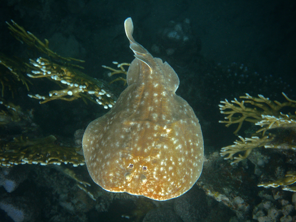 Electric Rays - Panther Electric Ray