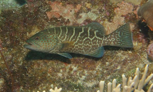 Groupers - Tiger Grouper