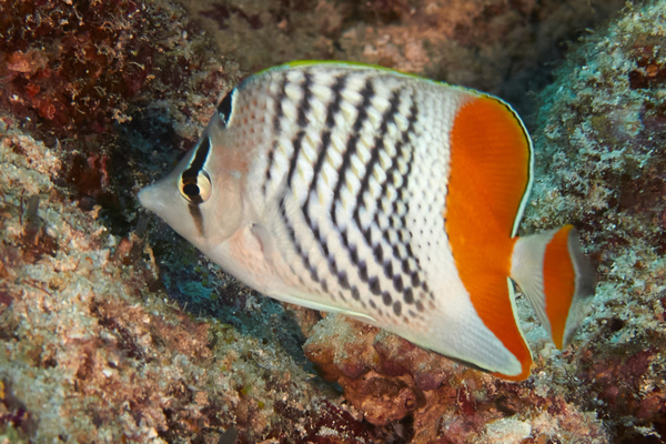 Butterflyfish - Seychelles Butterflyfish