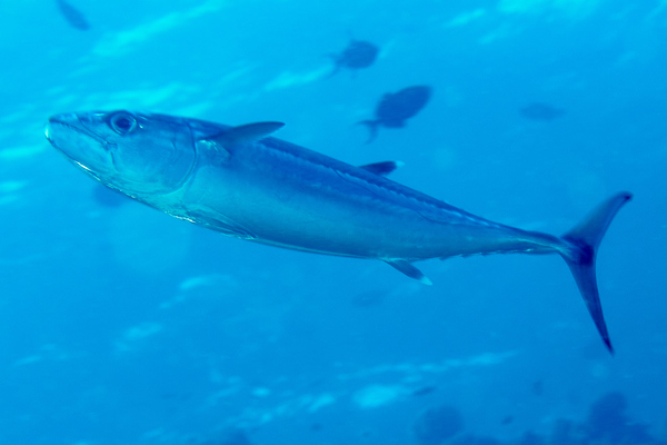 Tunas - Dogtooth Tuna