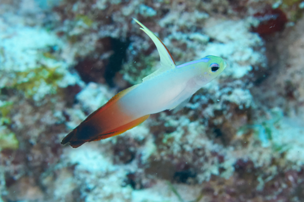 Gobies - Fire Goby