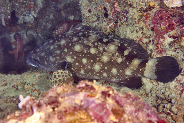 Groupers - Whitespotted Grouper