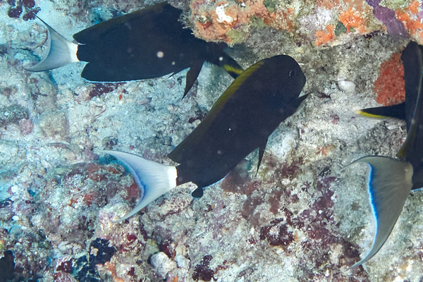 Surgeonfish - Whitetail surgeonfish