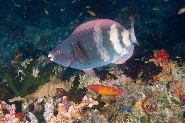 Parrotfish - Bartail Parrotfish